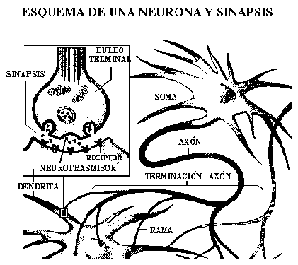 Esquema de una Neurona y Sinapsis