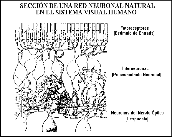 Sección de una Red Neuronal en el Sistema Visual Humano